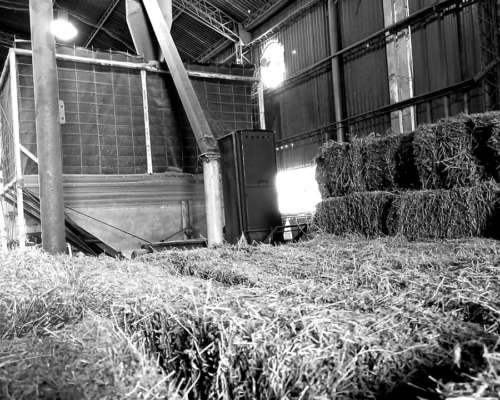 Peletizadora Alfalfa + Molienda