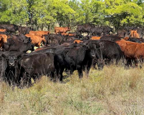 Campo en Venta 2500 HA. Ganadero. General Madariaga Retasado