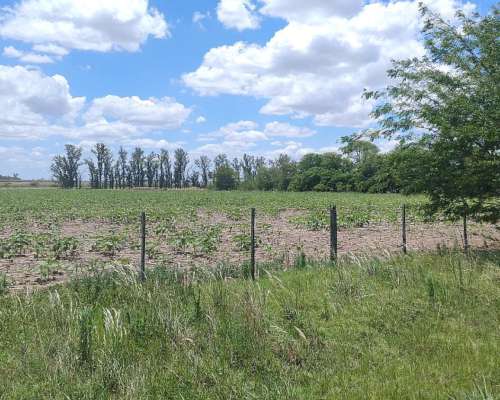 42 Has de Campo Mixto para Cultivar el 95 %- Oportunidad