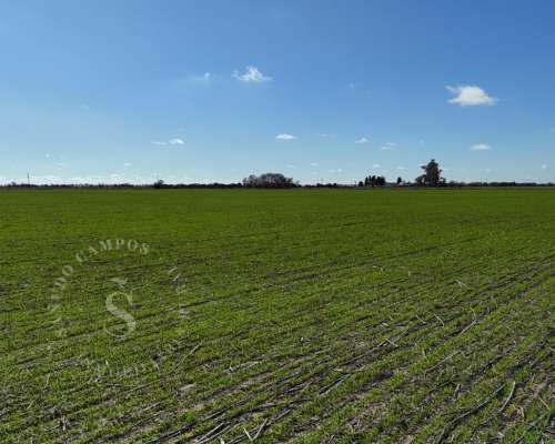 Venta Campo Agrícola. 87 HA. Santa Maria, Santa FE