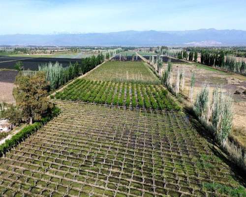 Finca 14 Ha el Pastal Mendoza. VID y Ciruelos