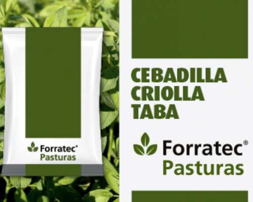 Semilla de Cebadilla Taba