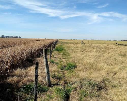 Alcorta Mixto 487 Has