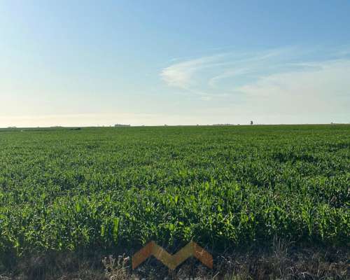 262 Ha a 12 km de González Moreno, Provincia de Buenos Aires