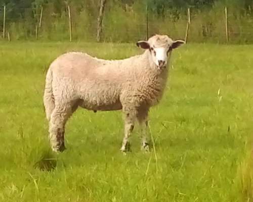 Corderos Borregas en Cordoba