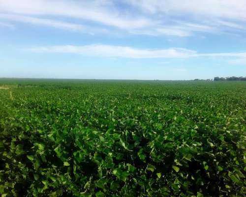 Campo Mixto 286 Hectareas