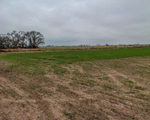 Santa Maria Norte, Campo Agricola-ganadero