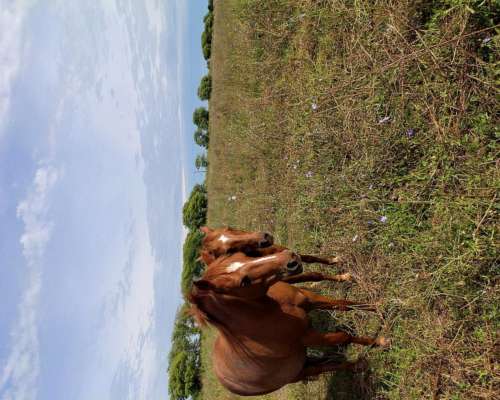 2 Petisos y 2 Petisas