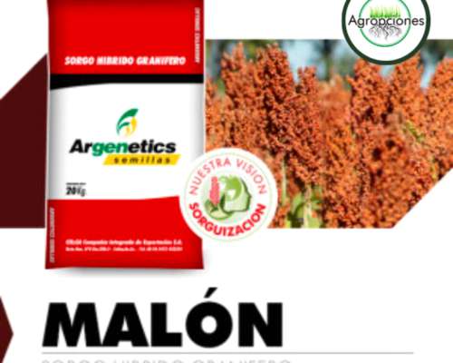 Semilla de Sorgo Malon - Semillero Argenetics