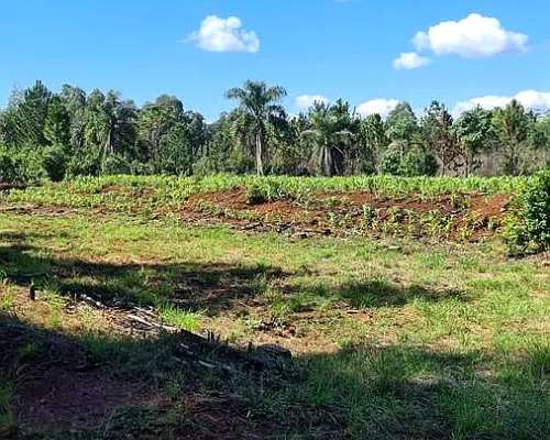 Se Vende 29 HA. con 4 Ha de Yerba Mate. Gobernador Roca Misi