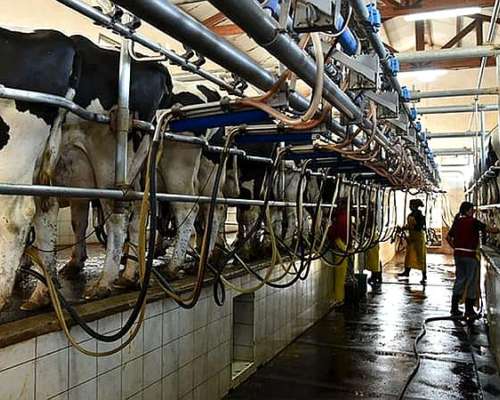 Busco Tambo para Alquilar en Zona Rafaela