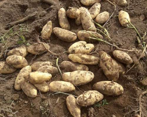 Papa y Cebolla Envíos a Todo el Pías.