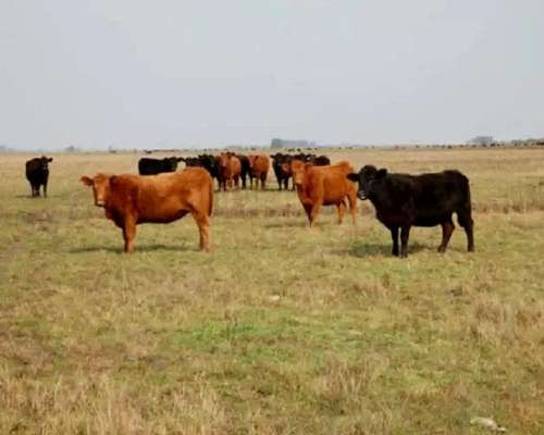 Campo en Venta 400 Hectareas Punta Indio