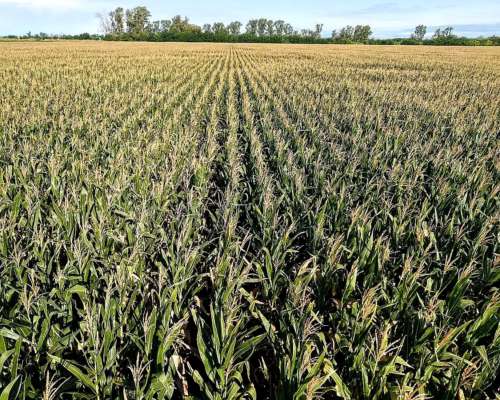 Vendo 751 Has en Salto Grande