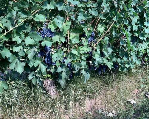 Finca Productiva en Venta 25 HA– Colonia los Álamos, Maipú