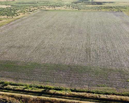 20 Ha Agricolas en Roque Pérez (BS AS)