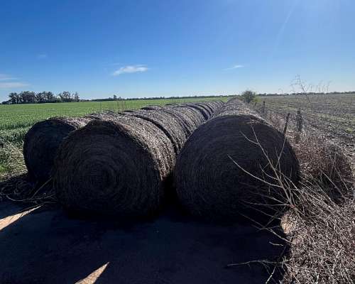 Rollos de Alfalfa de 2da - Tecnoheno