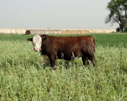Toro Hereford Puro de Pedrigue