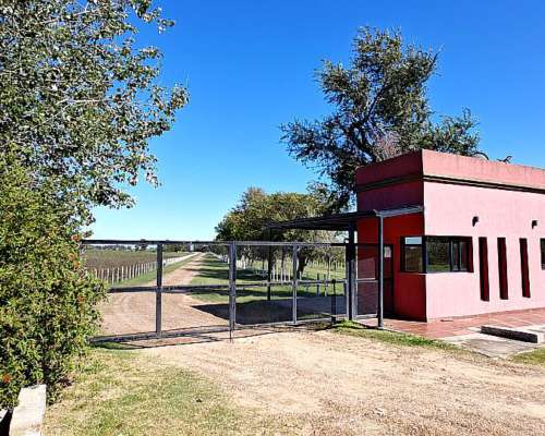 Venta. 371 Has, en Gualeguaychú, Haras “LA Trinidad”.
