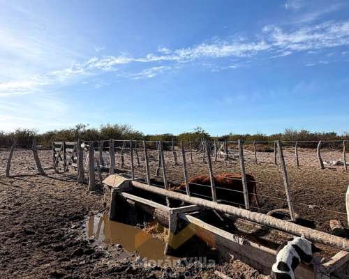 15.000 Ha Ganaderas en Lihuel Calel