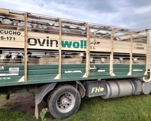 Vendo Ovejas Texel con Servicio