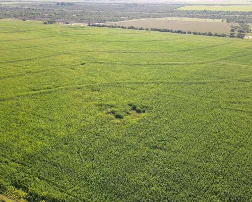 80 Hectáreas Agrícolas Rosario del Tala