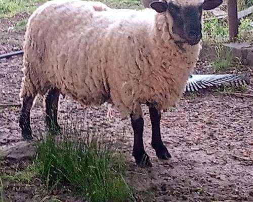 Lote de 6 Ovejas y 1 Carnero Hampshire Down