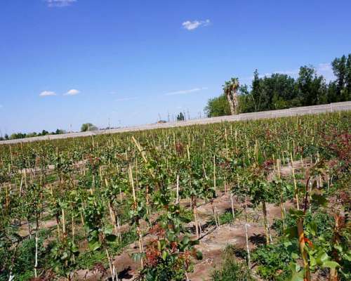 Finca de Pistachos - San Juan -