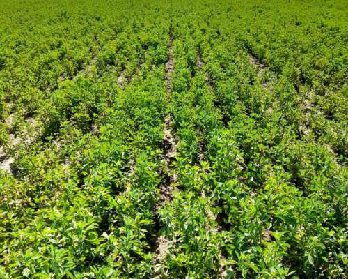 Alfalfas WL - WL 919