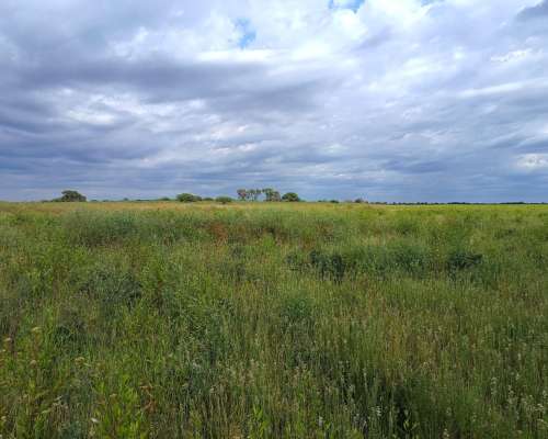 250ha. en las Saladas