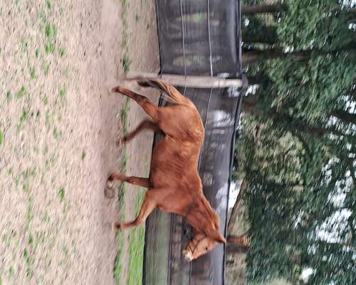 Vendo 2 Potros XA Deporte en R8 KM90