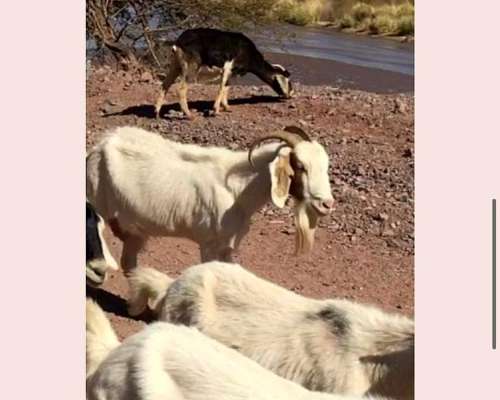 Vendo Hectáreas en San Juan Argentina