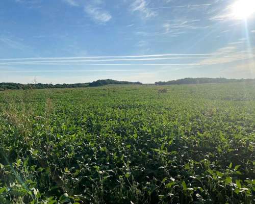 Vendo 50 Hectáreas de Campo 7000 Usd/ha