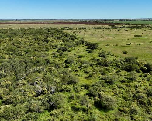 Campo Ganadero. SA Pereira, Santa FE. 1.022 HA.