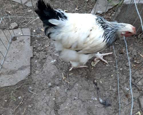 Gallos de Puros de Raza. Sussex Armiñado.