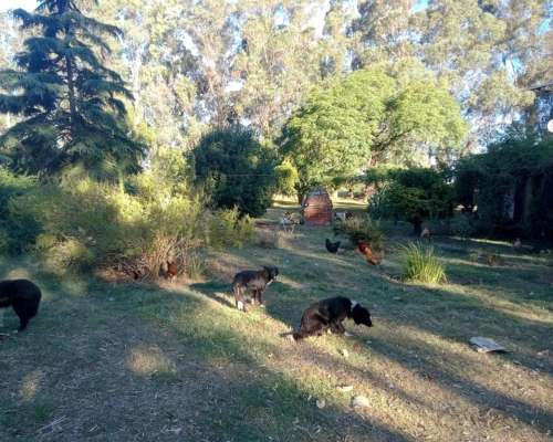 107 Ha muy Lindo Campo en Coronel Pringles