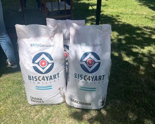 Semillas de Grama Rhodes y Brachiaria