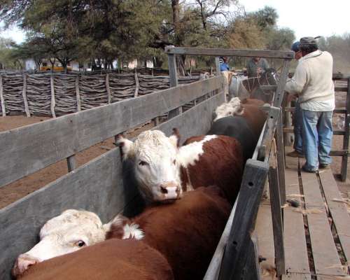 Campo Ganadero Estancia la Esperanza