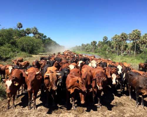 Fmsa Fortin Leyes Patiño 3600 Has. muy Bueno Oportunidad