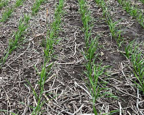 92 Ha Agrícolas. R. del Tala. Cerca de Ruta 39.- Trigo 2025