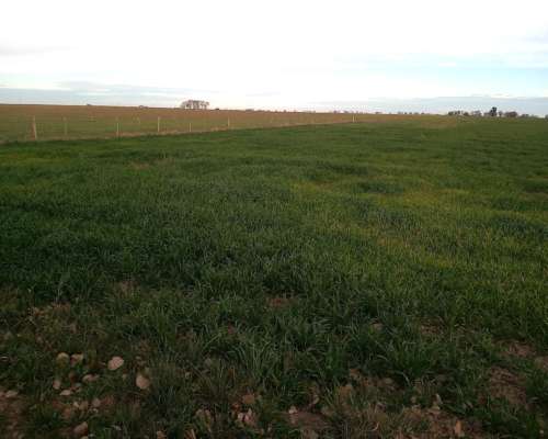 1250ha Agrícola Ganaderas .
