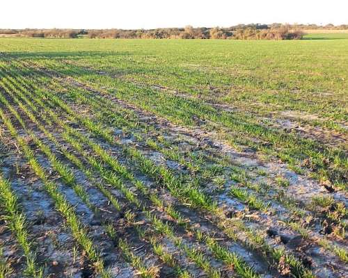 Campo Agricola 40 Hectáreas San Salvador Entre Rios