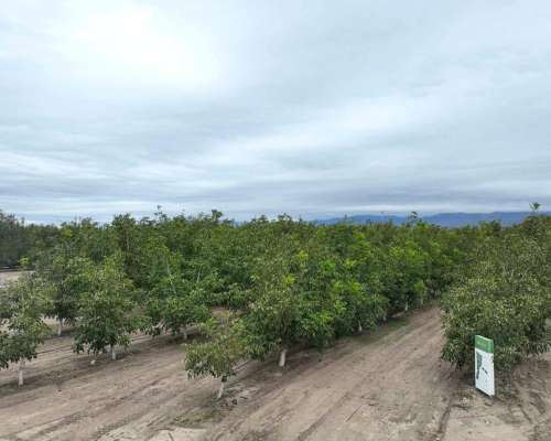 Pcia. de Mendoza - Tunuyan 123 Ha