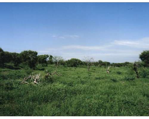 Chamical (LA Rioja) 5.000 Has Armadas S/ Asfalto