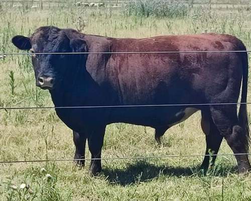 Vendo Toro Puro Aberdeen Angus Colorado