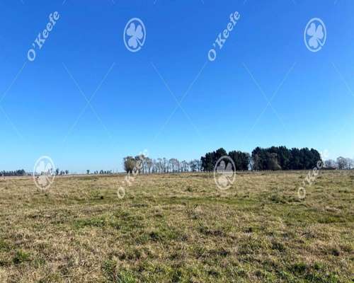 Campo en Venta de 450 Has en Magdalena. Ganadero