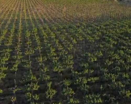 Finca 8has - PIE de Palo - Caucete - San Juan