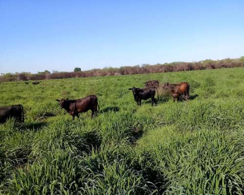 Campo 2500 Has en San Martín 2 - Formosa