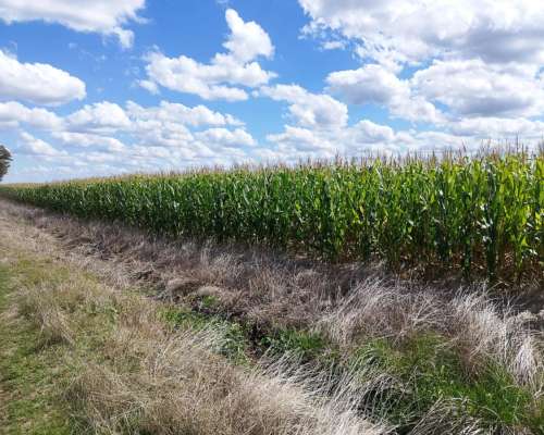 800 Has Agrícolas en Bolívar