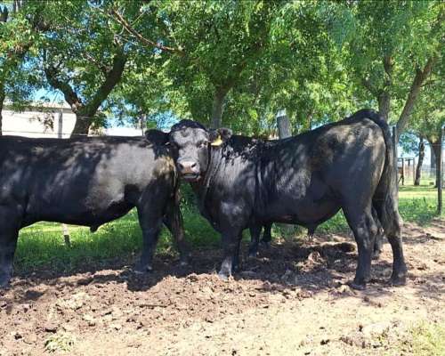 Toros Angus Negro y Colorado
